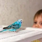 why do budgies go quiet?