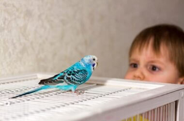 why do budgies go quiet?