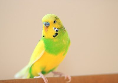 why do budgies pant?
