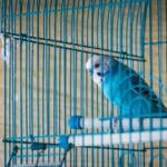 why is my budgie breathing heavily?