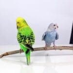 why is my budgie so big?
