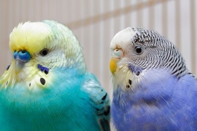 are budgies and parakeets the same bird?