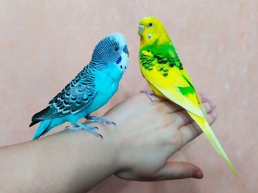 do parakeets have periods?