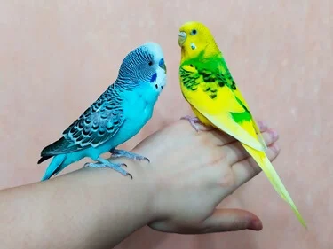 do parakeets have periods?