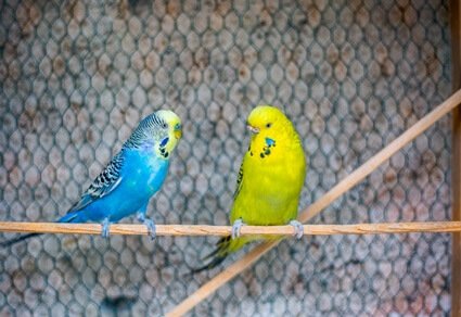 how to tell if your parakeet is blind