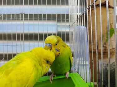 why do my budgies bite each others feet?