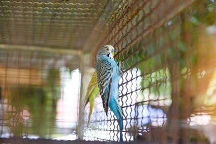why do we call budgies parakeets?
