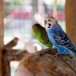 are budgies easy to take care of?
