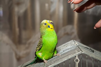 can budgies bond with more than one person?