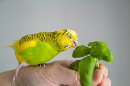 can budgies eat herbs?