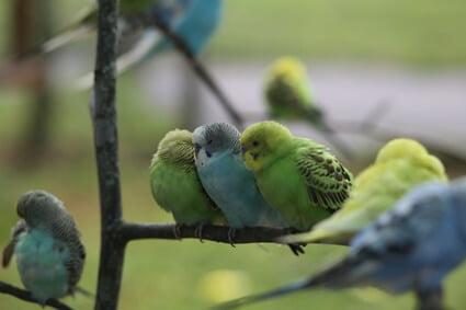can budgies eat weeds?