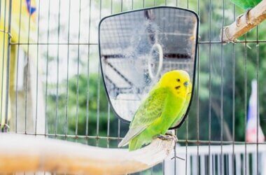 can you tame a budgie at any age?