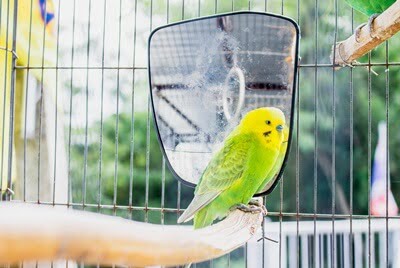 can you tame a budgie at any age?
