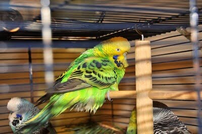 do budgies bond to one person?
