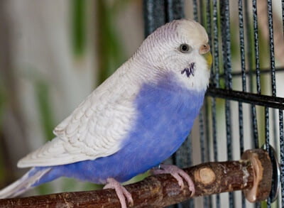 do budgies have a sense of smell?