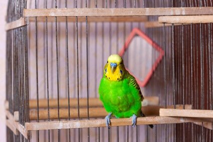 how long to quarantine new budgie