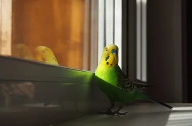 how to get a budgie back in its cage