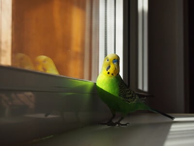 how to get a budgie back in its cage