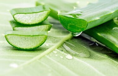 how to give aloe vera to budgies