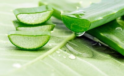 how to give aloe vera to budgies