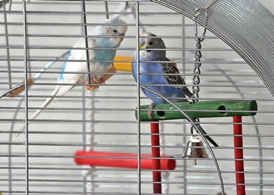 how to let your budgie out of its cage