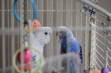parrots that don't make noise