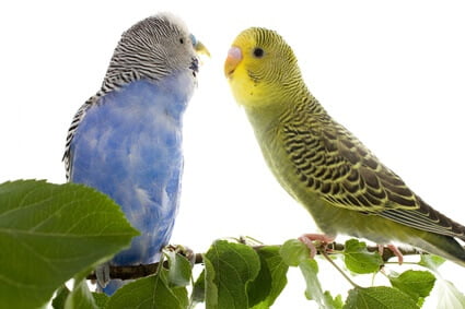 when is it too late to tame a budgie?