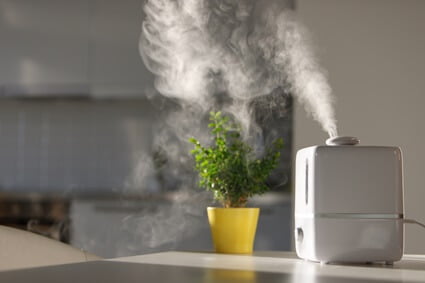 are humidifiers good for budgies?