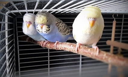 are parrots the only animals that can talk?