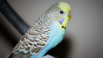 can I take my budgie on holiday?