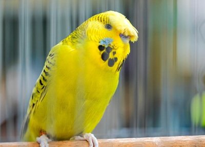 can budgies survive alone?