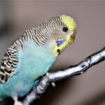 do budgies get lonely when one dies?