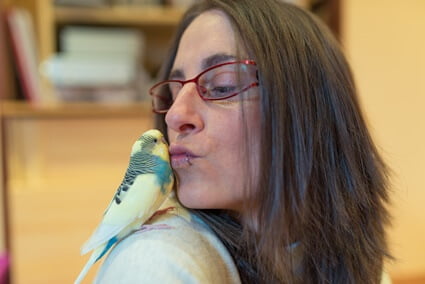 is it ok to kiss budgies?