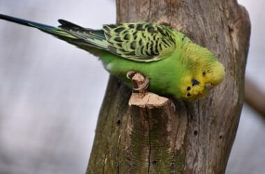 what insects can budgies eat?