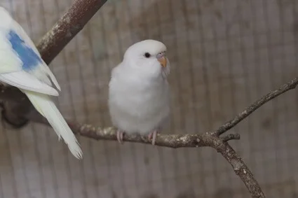 what should i name my white parakeet?