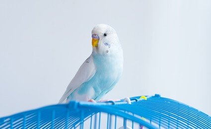 what to do with parakeet when on vacation