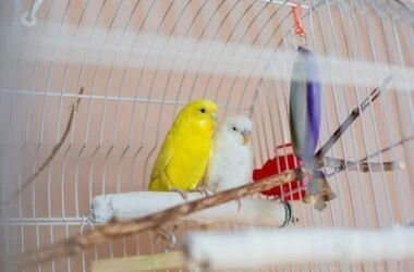 where can I leave my budgie when I go on holiday?