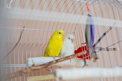 where can I leave my budgie when I go on holiday?