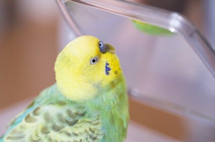 why can parrots talk and not other animals?