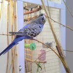 why can parrots talk and not other birds?