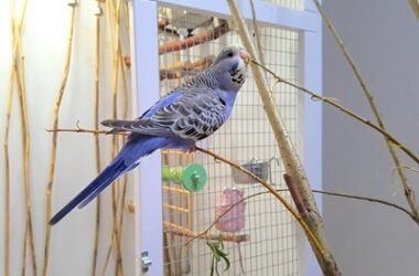 why can parrots talk and not other birds?