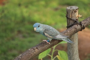 Barred parakeets
