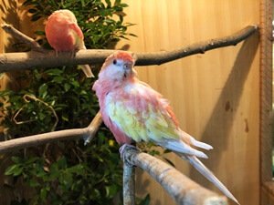 Bourke's parakeets