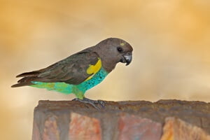 Meyer's parrots