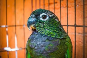 Pionus parrots