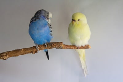 creamino budgie with black eyes