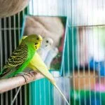do you need to cover a parakeet cage at night?