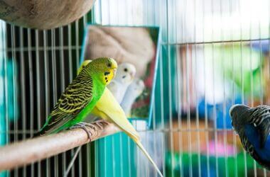 do you need to cover a parakeet cage at night?