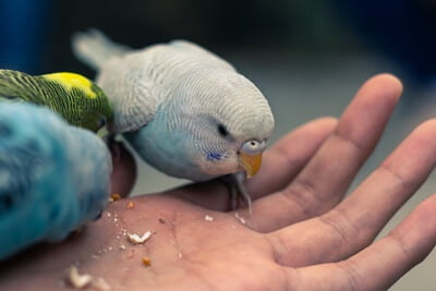 how much calcium do budgies need?