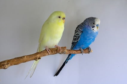 how to breed a creamino budgie